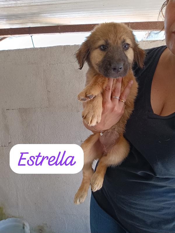 CUCCIOLI DI 2 MESI TAGLIA MEDIA Foto 3